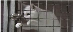 宠物猫的铁笼怎么打开