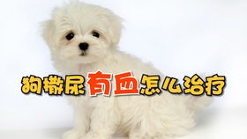 宠物狗尿尿有血怎么回事
