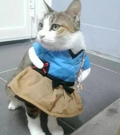怎么给宠物猫买衣服