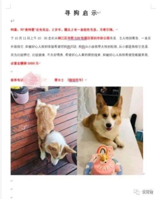卖宠物狗被骗怎么办呢