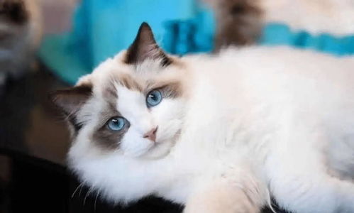 怎么样喂宠物猫不生病呢