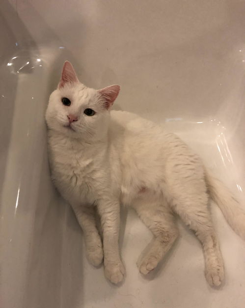 在海外怎么买宠物猫