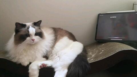 宠物猫的名子怎么取