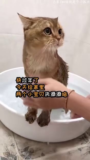 家里的宠物猫怎么洗澡