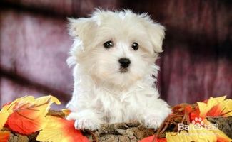 宠物狗生病呕吐拉稀怎么回事