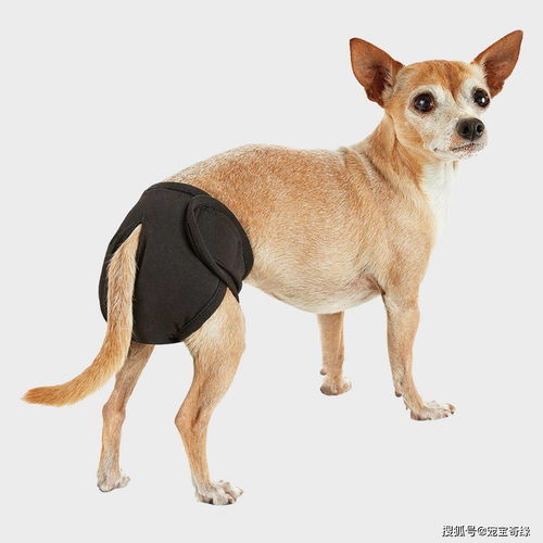 宠物狗换尿布怎么换的啊