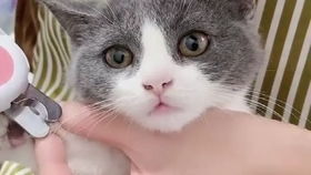 怎么伺候宠物猫