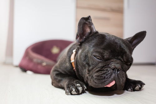 白梗犬多少钱一只