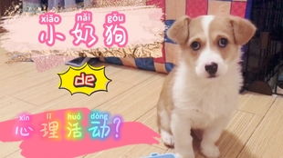 宠物狗下奶的饭怎么做的