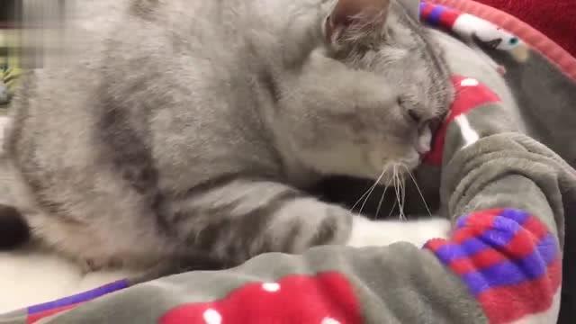 宠物猫怎么养啊