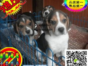 买宠物狗账单怎么写的呢