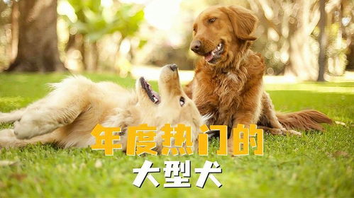 宠物狗怎么分公和母狗的