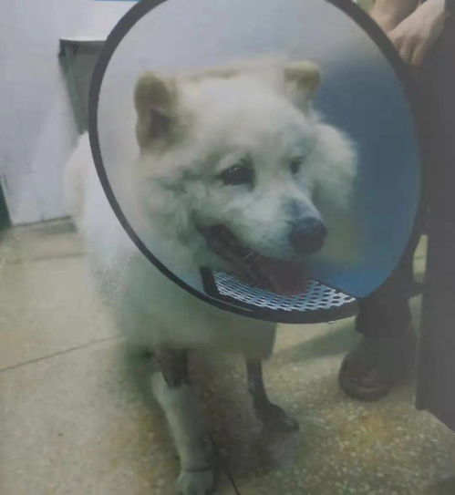 打了一只宠物狗怎么办啊