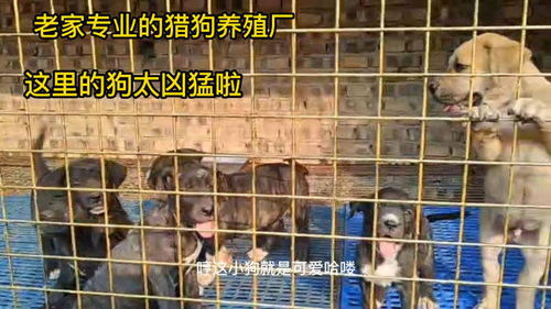 养殖场怎么养宠物狗的