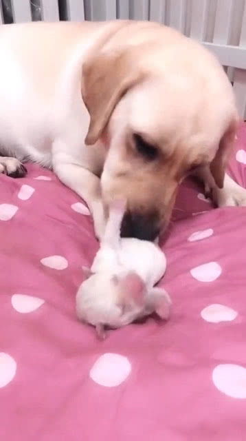 宠物狗妈妈带崽怎么办呀