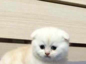 怎么样免费获得小宠物猫
