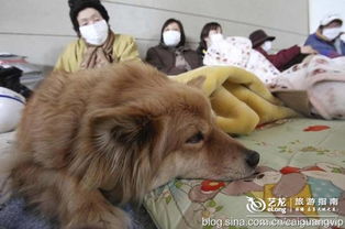 宠物狗隔离在外面怎么办