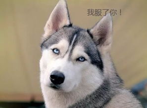 宠物狗怎么养才能开心一点