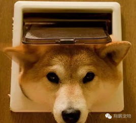 怎么把柴犬养成宠物狗呢
