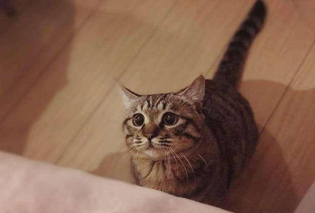 宠物猫怎么喂生肉