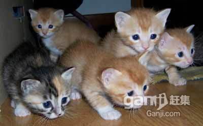 在东莞宠物猫怎么快递