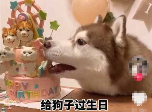宠物狗出生日期怎么算的
