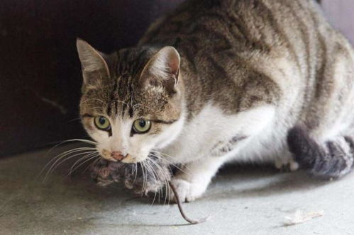 宠物猫怕人怎么抓