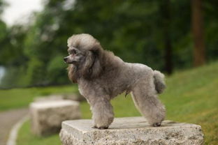 贵宾犬断尾多少钱