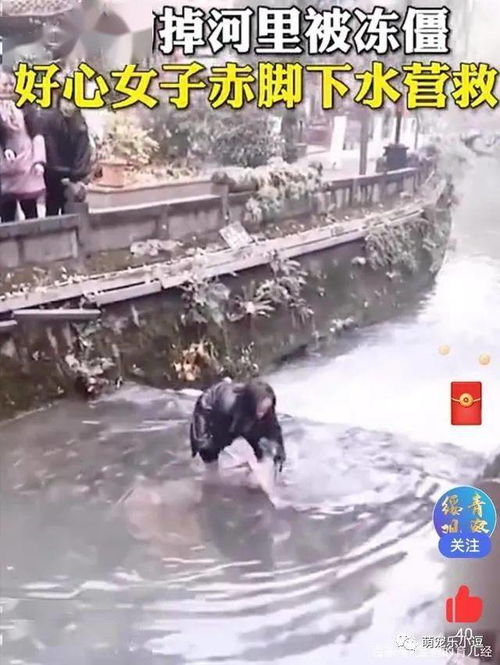 宠物狗掉河里面怎么办