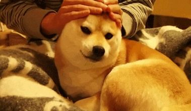 宠物狗怎么让他伸手摸它