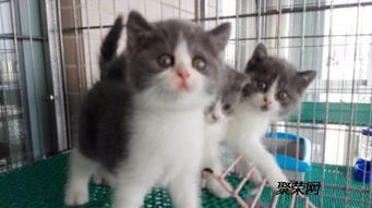 蓝猫蓝白多少钱一只
