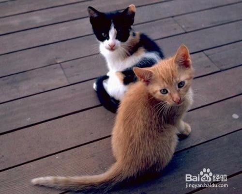 宠物猫怎么样会得弓形虫