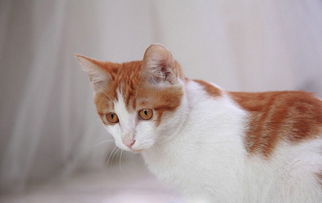 宠物猫把尿拉床上怎么办
