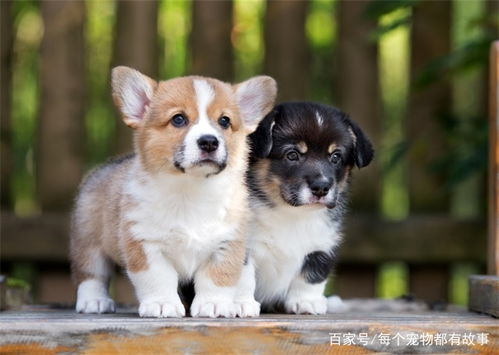 宠物狗笼装扮怎么做好看