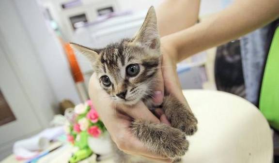 宠物猫穷养怎么养