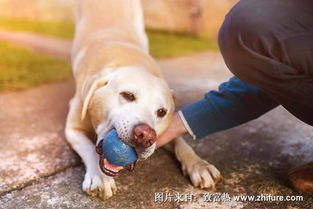 宠物狗被小狗咬伤怎么办