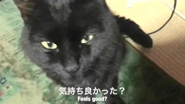 盯自己的宠物猫怎么办呢
