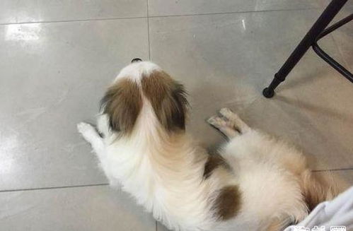 宠物狗跑进来怎么办啊