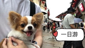 带宠物狗去街上拉屎怎么办