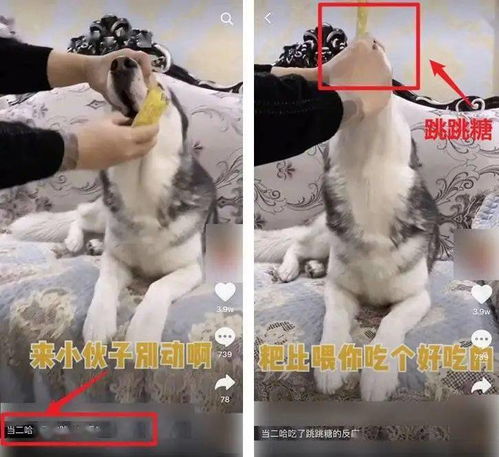 宠物狗喂辣椒会怎么样吗