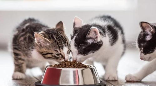 有的宠物猫怎么不吃鱼