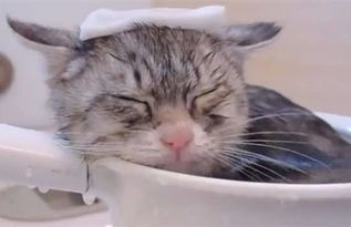 养宠物猫怎么洗澡
