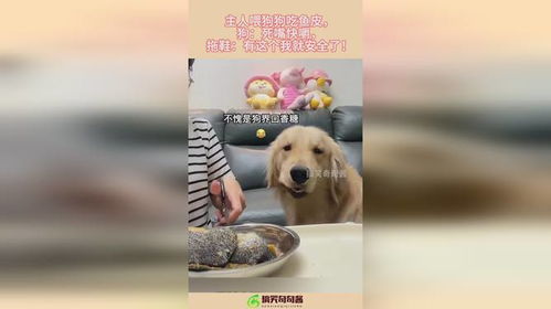 喂宠物狗吃鱼要怎么做的