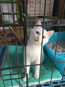 宠物猫笼子怎么安