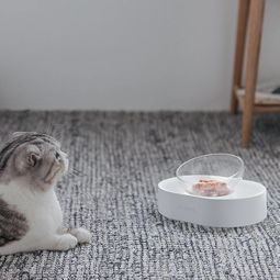 猫管家宠物猫碗怎么用