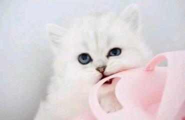 宠物猫怎么订购便宜
