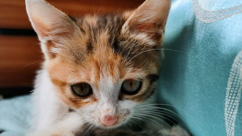 宠物猫怎么剪爪子毛
