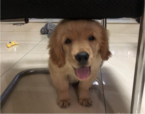 宠物狗尿道炎症怎么治疗