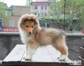 喜乐蒂犬多少钱一只