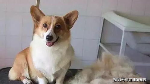 宠物狗大量掉毛怎么办